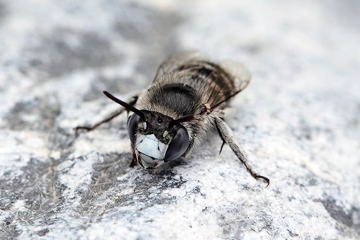 Apoideo da determinare: cfr. Anthophora bimaculata (Apidae Anthophorinae)